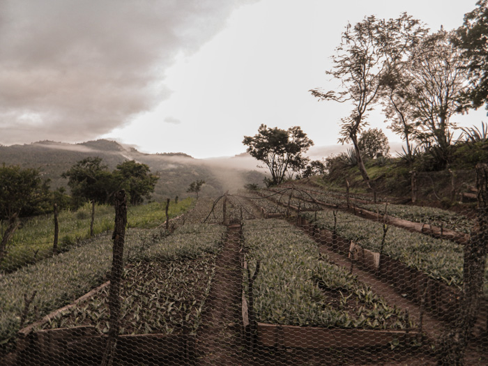 Mezcal-Rajabule-palenque-de-la-manana-Juan-reyes-2 Horizonte Sustentable - Tobalá 2022 Mezcal Rajabule palenque de la manana Juan reyes 2