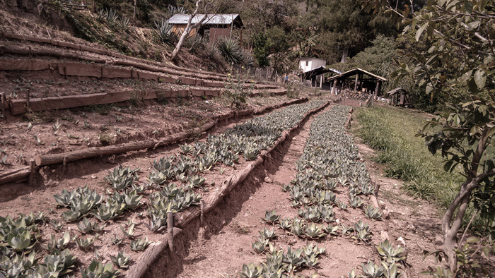 Mezcal-Rajabule-palenque-de-la-manana-Juan-reyes-3 Horizonte Sustentable - Tobalá 2022 Mezcal Rajabule palenque de la manana Juan reyes 3