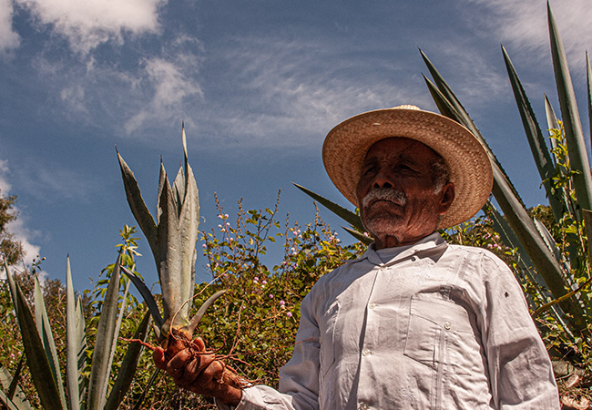 Mezcal-artesanal-arroqueno-maestro-mezcalero-fulgencio-reyes-01 Horizonte Sustentable - Arroqueño 2019 Mezcal artesanal arroqueno maestro mezcalero fulgencio reyes 01