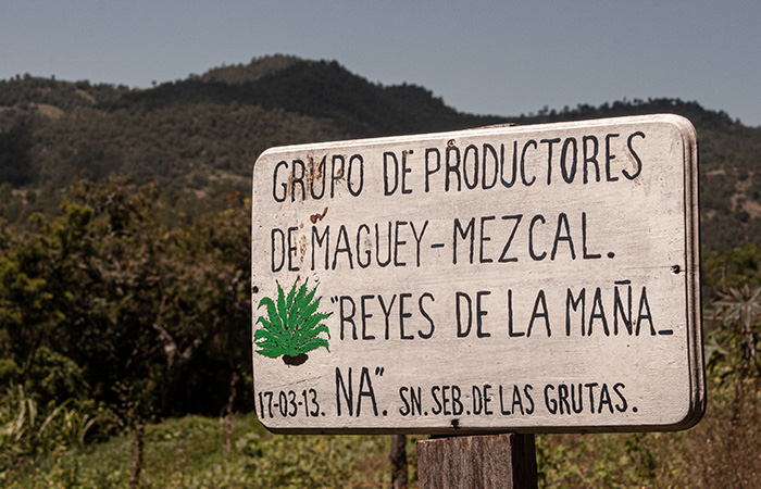 Mezcal-artesanal-palenque-de-la-manana-02 Horizonte Sustentable - Arroqueño 2019 Mezcal artesanal palenque de la manana 02