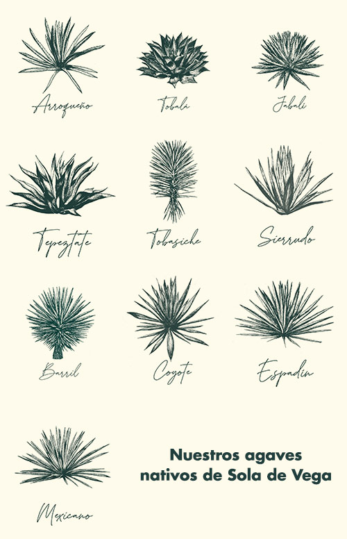 home-agave-movil Horizonte Sustentable - Home home agave movil